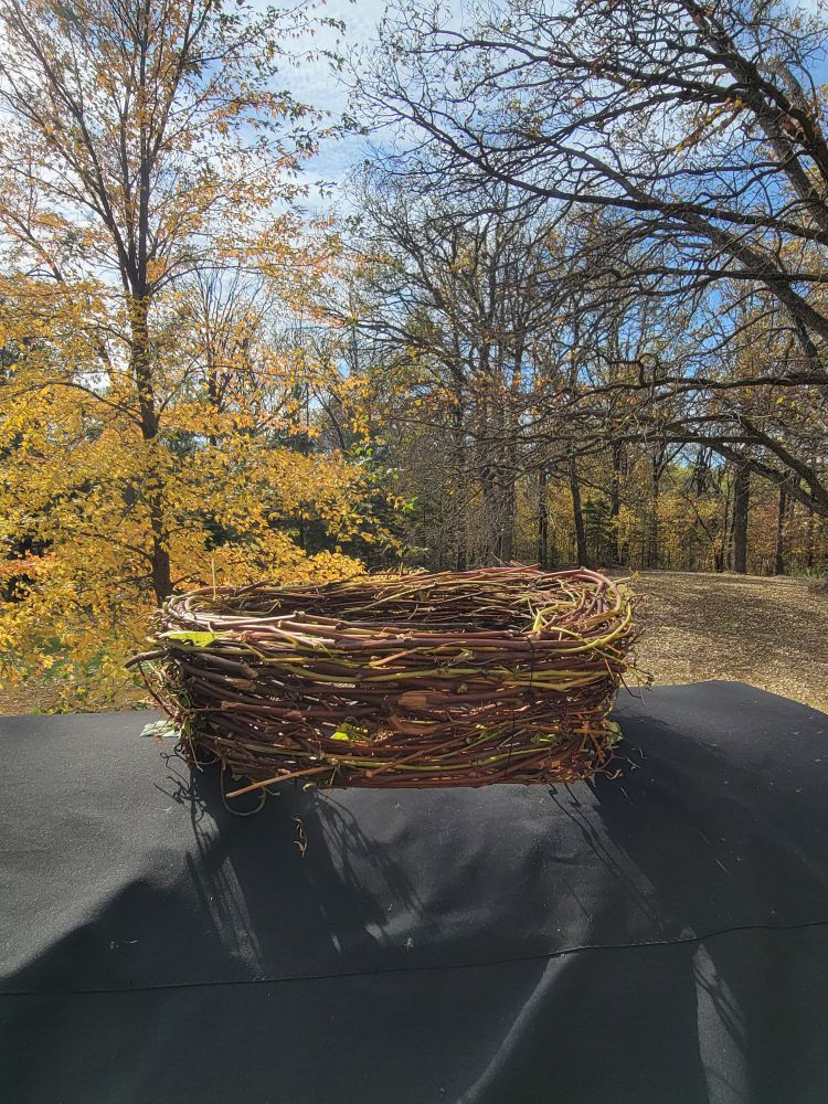 A large two foot wide birdsnest sits on top of a covered grill. A yellow maple in the background. 