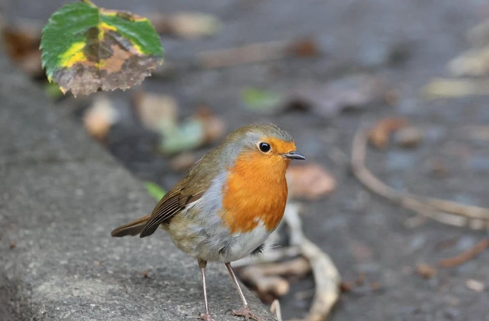 A European Robin perched on a curb.
