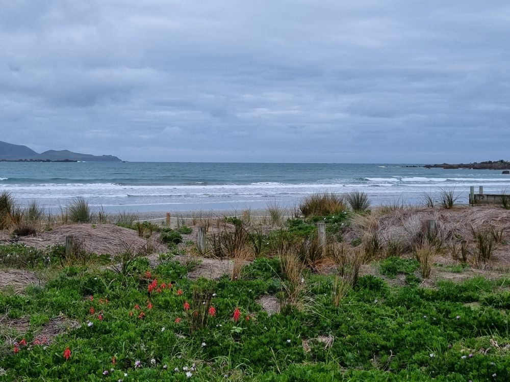 A wintry sea view across dunes thriving with green grass and red dots of salvia, white dots of osteospermum, shocks of troll-hair tussocks. The white foam line is strong, the sea pewter, the sky cloudmist. Low hills flank the horizon, opaque with distance. 