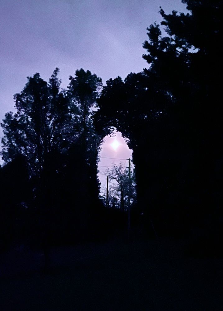 Tree silhouettes forming a natural arch with the moon shining through the arch. 
