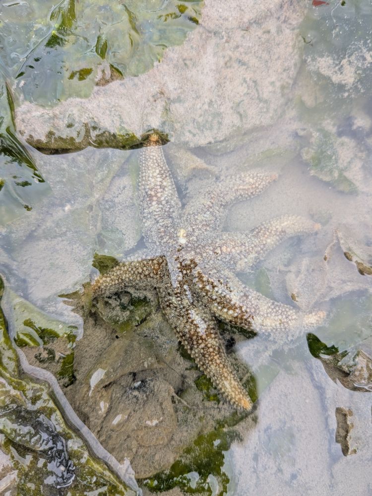 A starfish about 4 inches in diamter. Its grey-purple and in a bed of sea lettuce and silt