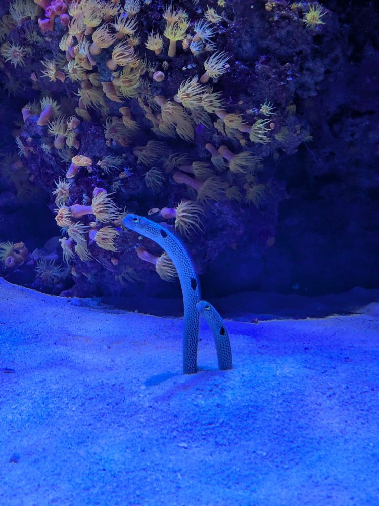 Two critters partially buried in the sand, and sticking their long necks out to see