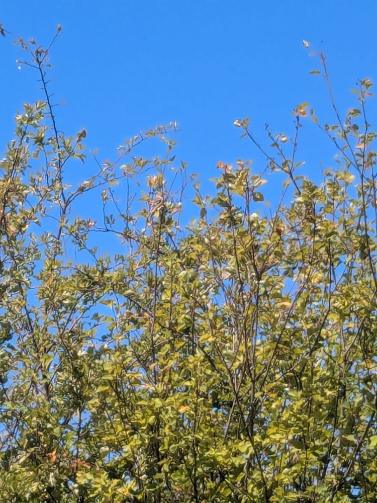 Well camaflouged bird in a bush
