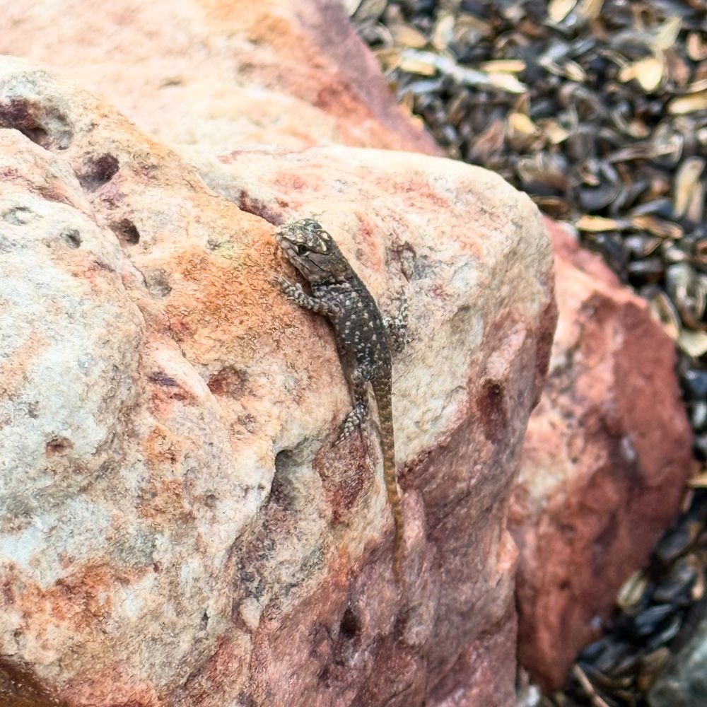 Tiny Sceloporus sp. lizard on a rock 