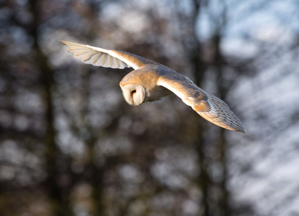 A pale owl with spread wings watching the ground intently for prey