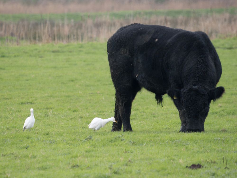 A black bull grazing in a green field with 2 white cattle egrets feeding at his feet