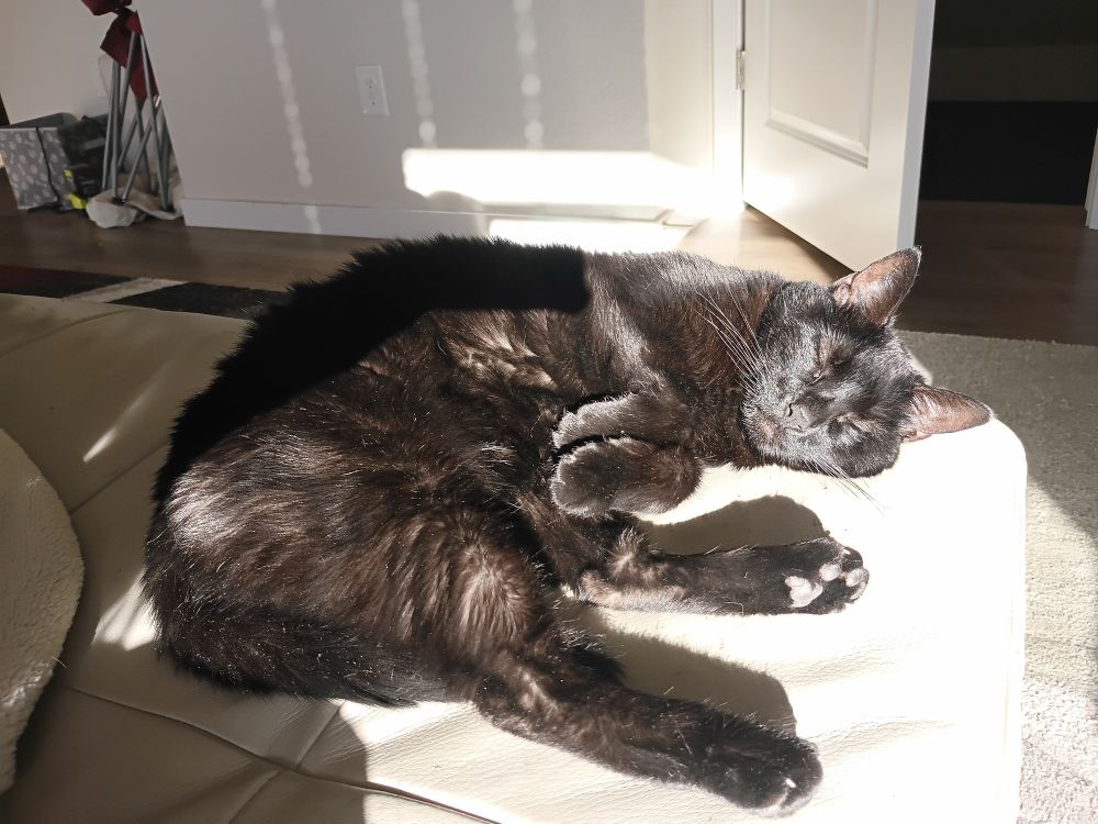 My black kitty, Nyx, getting roasted and toasted in the sunlight. 💜