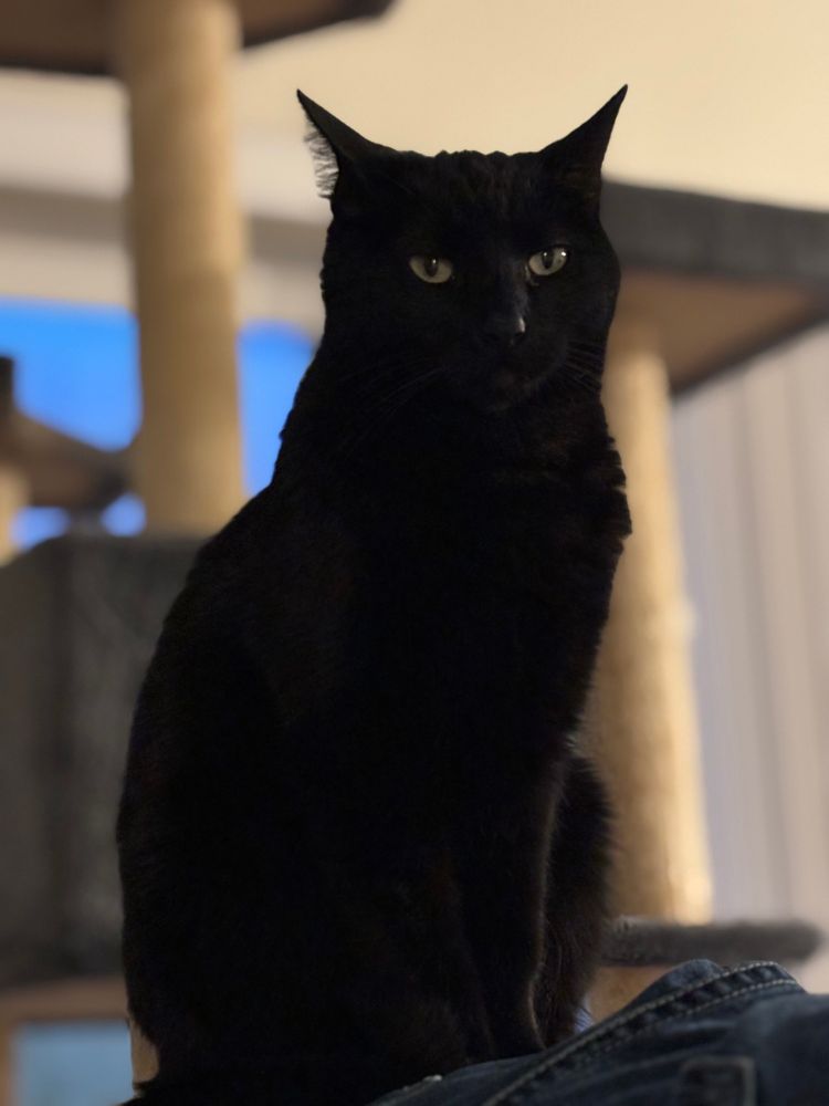 A small black cat, Nyx, sitting with her signature look of superiority. 