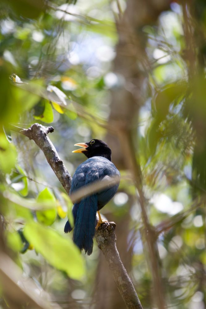 A Yucatán jay facing away from the camera, looking to its left with its beak open amidst the foliage.