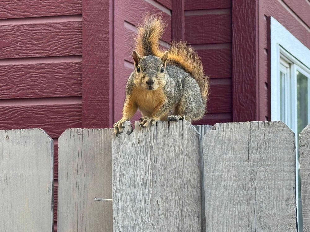 squirrel perched on wooden fence and staring at the camera