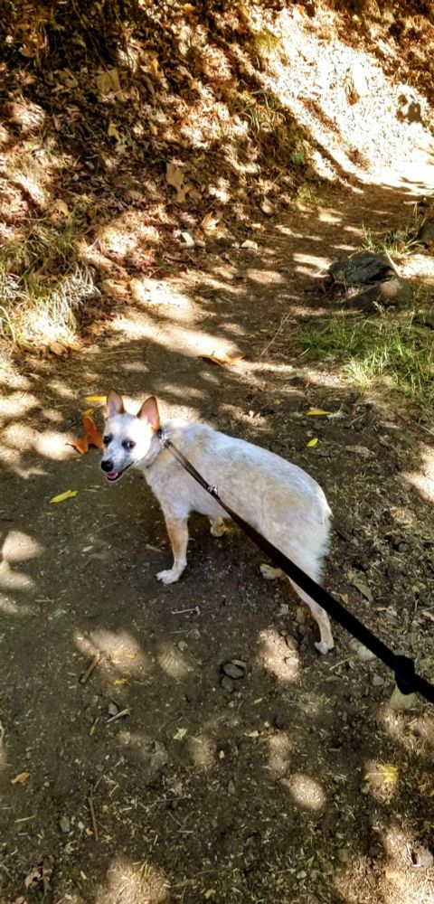 Australian cattle dog Red Heeler Cardi B on first hiking trail 