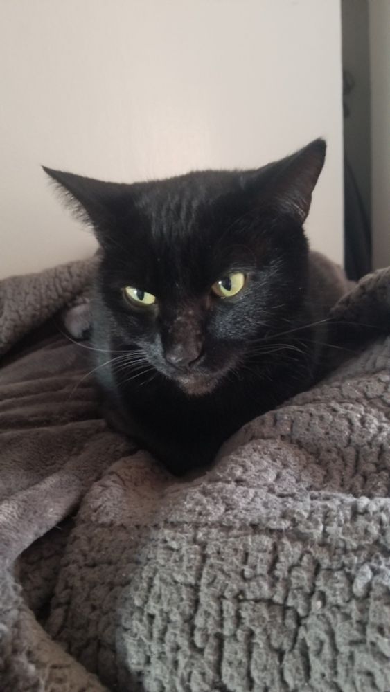 Bugsy, Black cat yellow eyes sleepy on a grey blanket, white background 