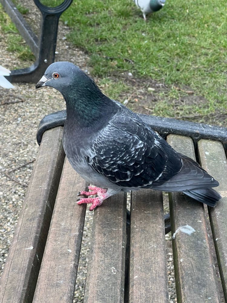 A pigeon sitting on a bench