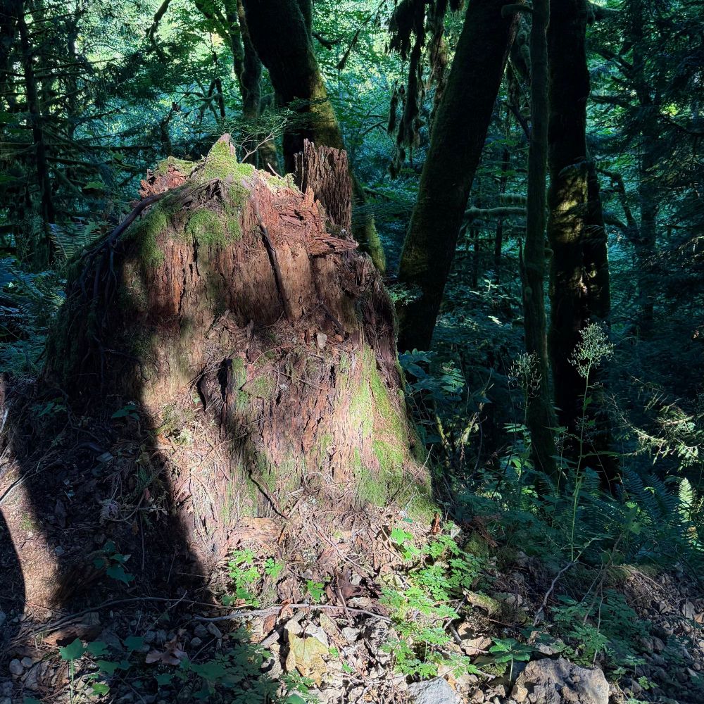 a stump in the woods with shadowed trees and ferns in the background and sun shining in the foreground