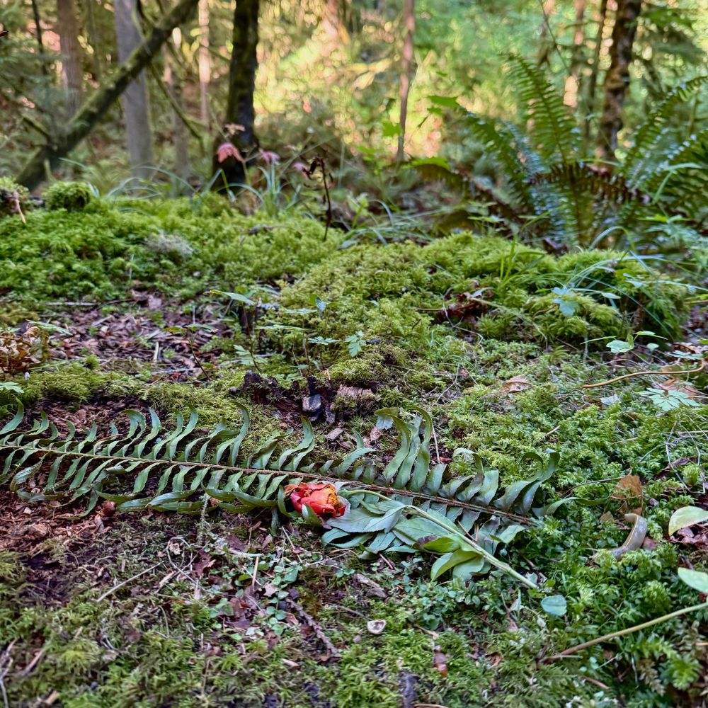 a small pink flower laid on top of a fern branch on top of a stump
