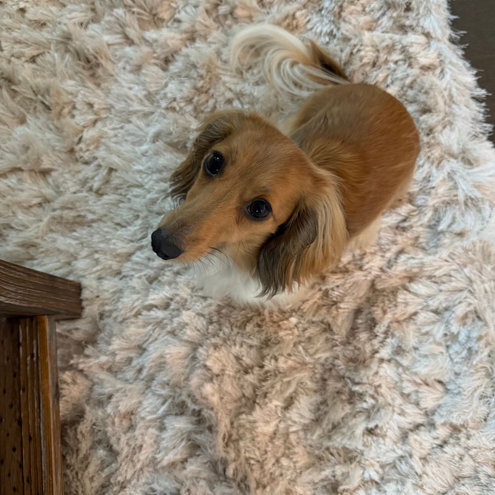 lumi the brown and white dachshund sitting on a white rug looking up at me annoying her by taking photos