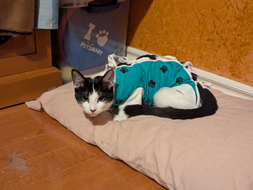 Black and white 5 month old kitten wearing a teal surgical onesie, loafing on a pillow.