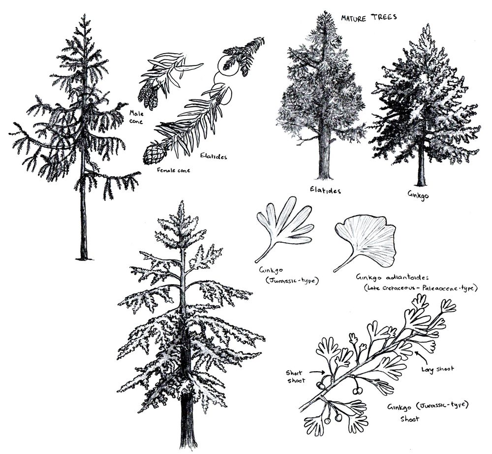 Reconstructions of the Mesozoic trees Elatides and Ginkgo