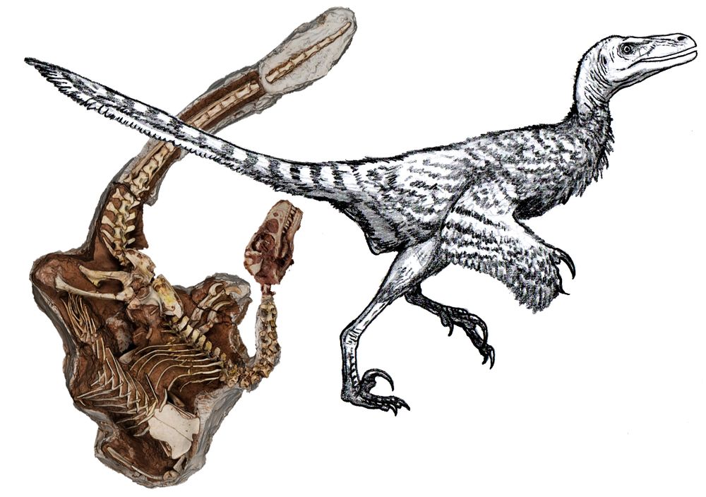 Sketch of the dromaesaurid Shri rapax with the fossil