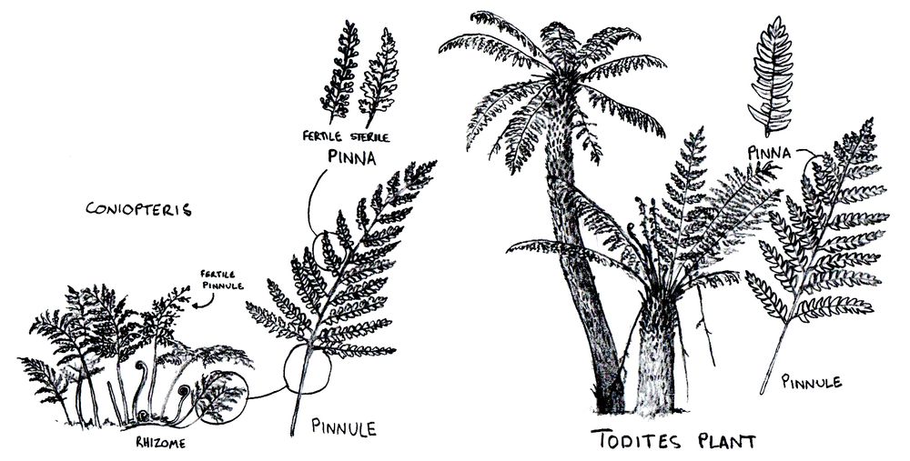 Reconstructions of the mesozoic ferns Coniopteris and Todites