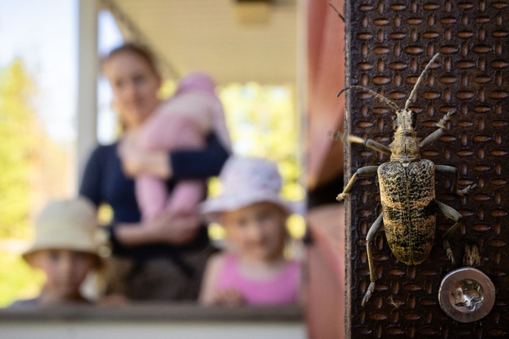 Family portrait with the focus on a beetle walking very close to the lens, looking like a large monster compared to the family.