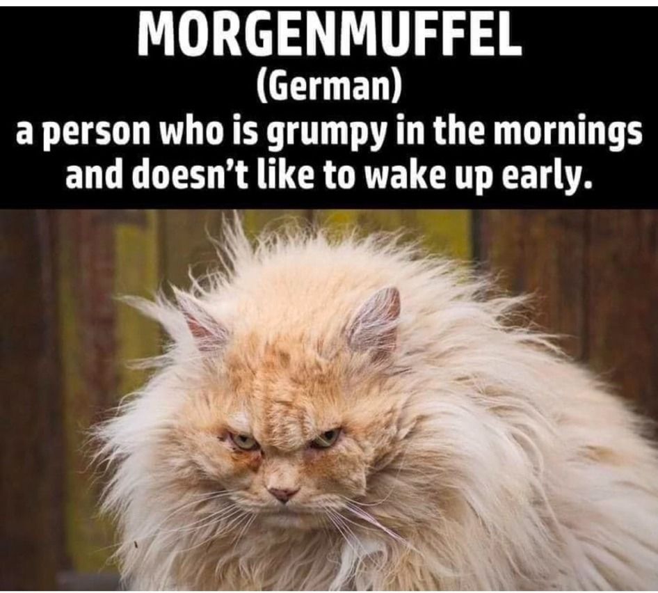 long haired orange cat with its fur all stuck up and the cat looking extremely grumpy and this caption:
Morgenmuffel (german) a person who is grumpy in the mornings and doesn't like to wake up early