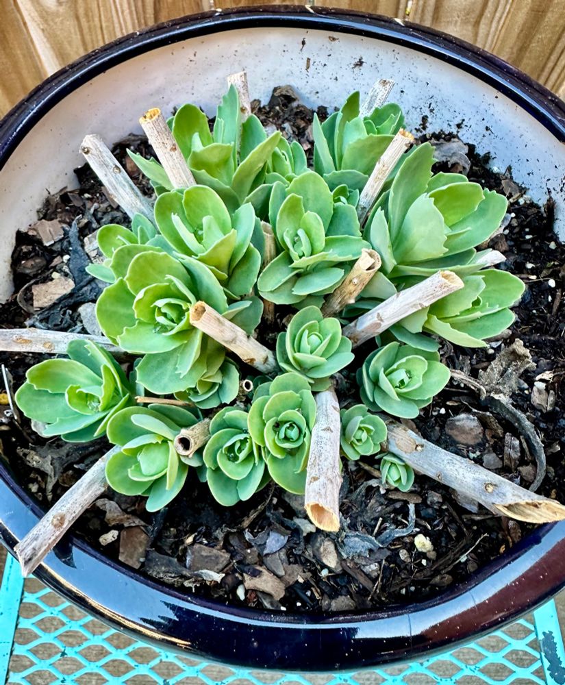 Sedum emerging in spring.