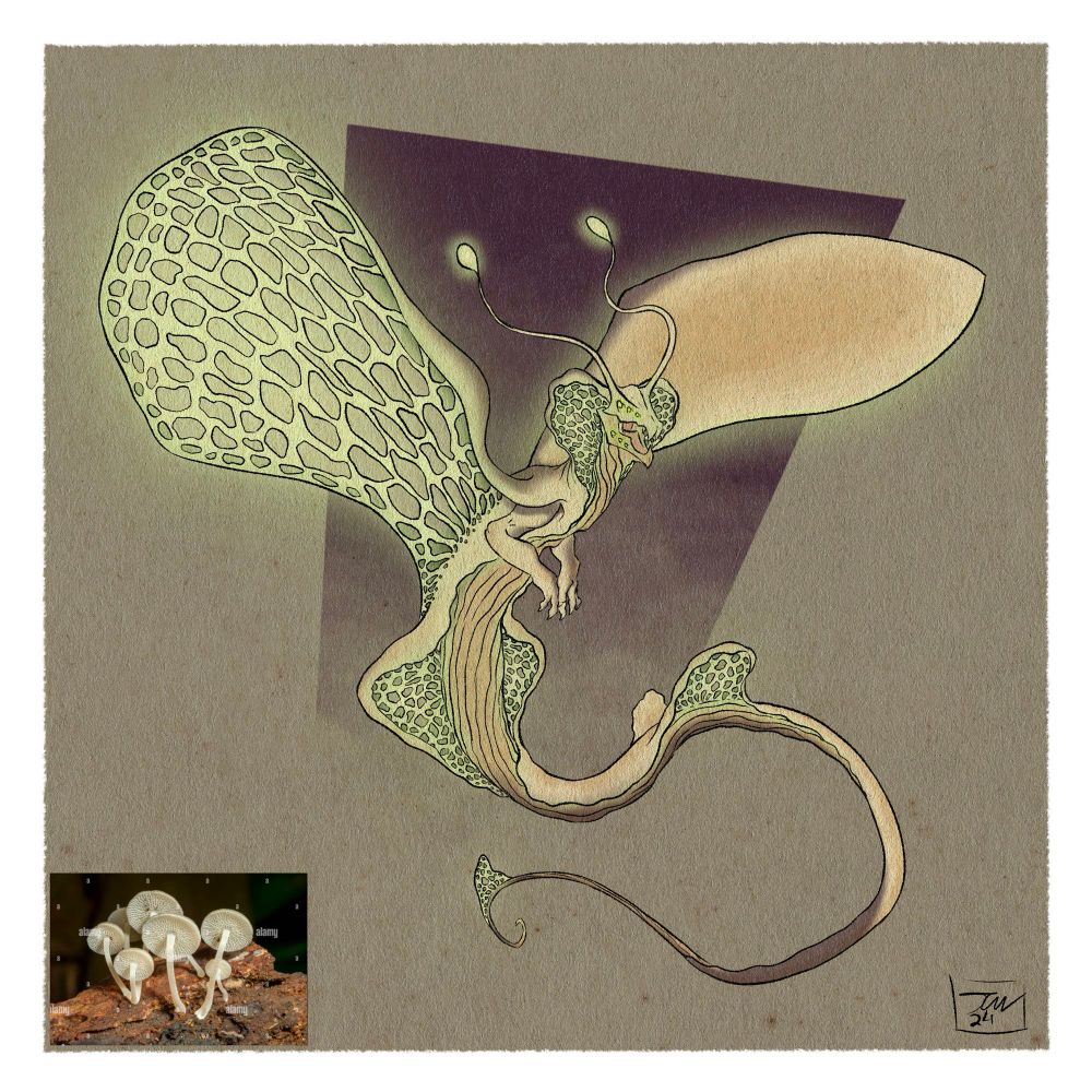Theme - Celestial, Day 5: Filoboletus Manipularis. This species occurs in many tropical regions around the world. It is known for its unique pores-shaped under belly instead of the common grill structure. This mushroom is also bioluminescent in the dark.