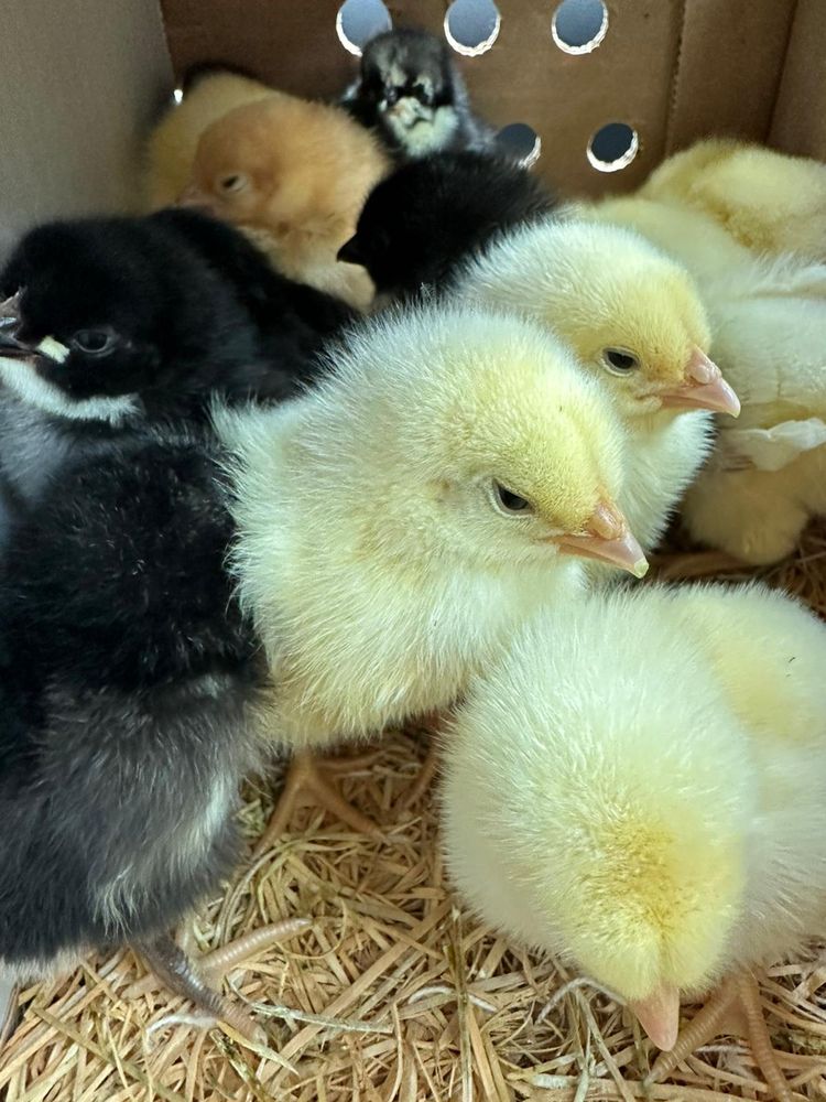 a pile of fluffy day-old chicks