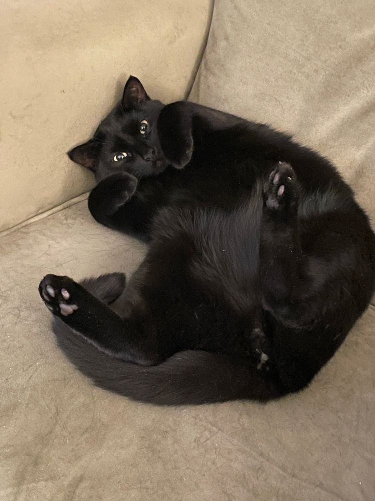 A black cat lying on his back with his front paws folded over, hind legs sticking up in the air, and a mischievous look on his face 