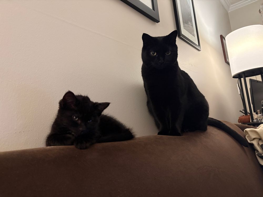 A small black kitten and a large black cat sitting on the back of the couch, staring down at me