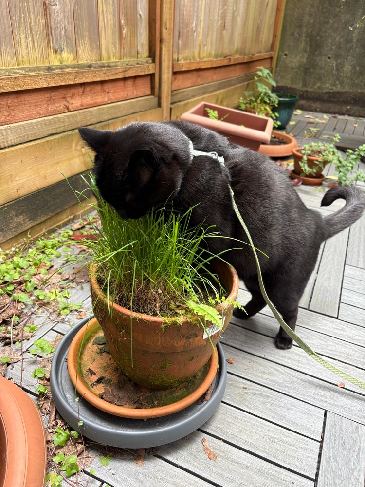 A black cat wearing a harness. He is standing on his hind legs and enthusiastically chewing on cat grass growing in a clay pot