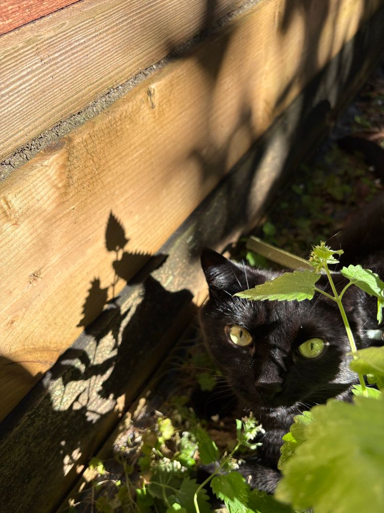 A black cat with large green eyes, looking up through the leaves of a catnip plant 