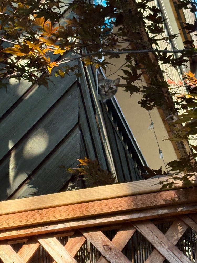 A brown tabby cat peeking his head out through a balcony railing