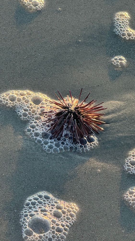 A sea urchin sits amongst
Bubbles from the waves on sand. 
