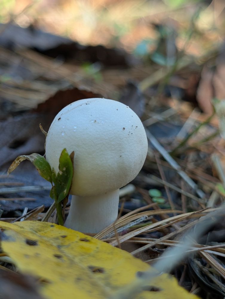 I'll call this mushroom a "water tower" mushroom