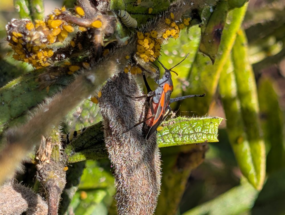 Milkweed bug spying on some aphids and a small monarch caterpillar 