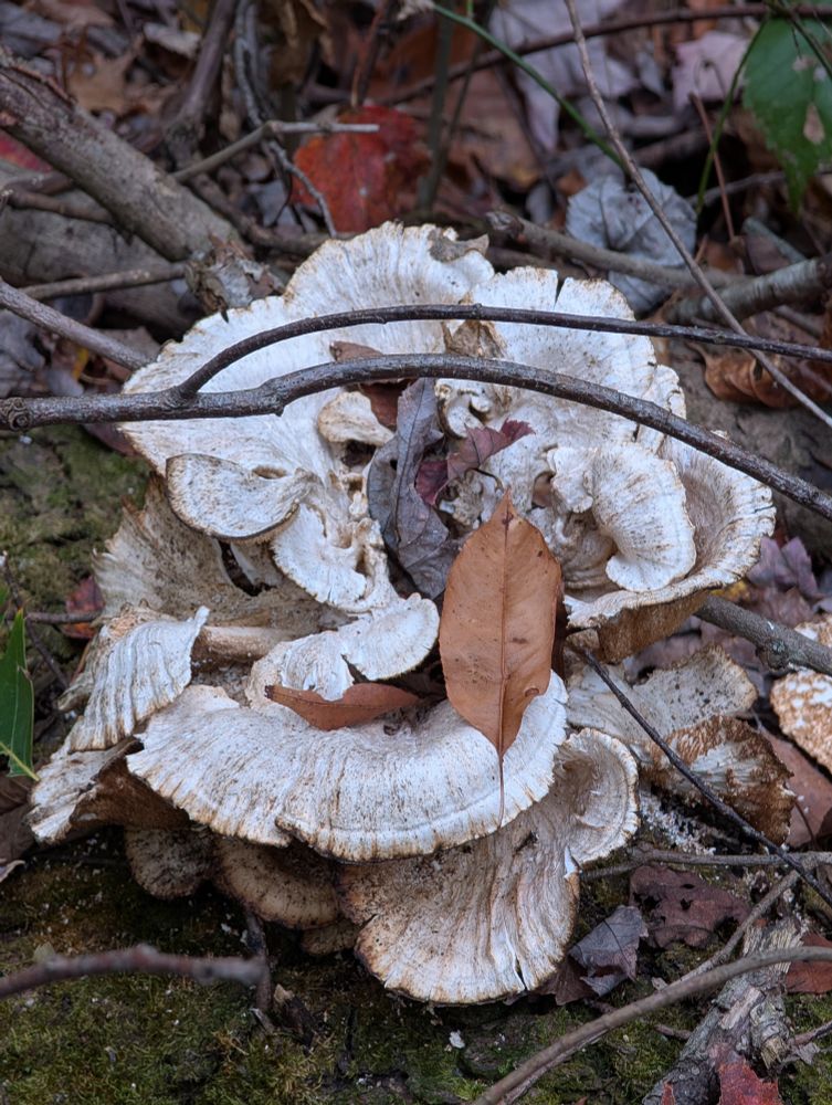 Possibly some type of Trametes
