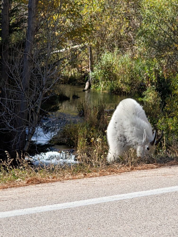 Mountain Goat in front of the creek
