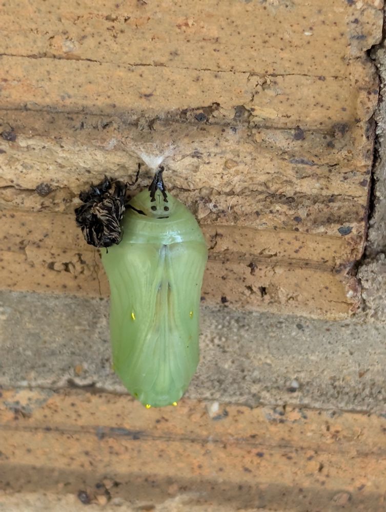 Monarch Chrysalis hanging on the brick on the front of a house