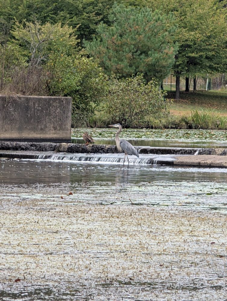 Blue Heron and a Mallard standing at a small man made waterfall at a local park