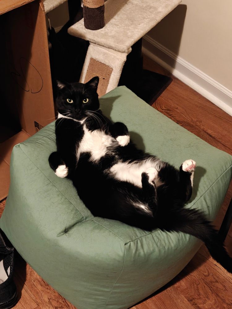 Tuxedo cat laying on his back on an ottoman