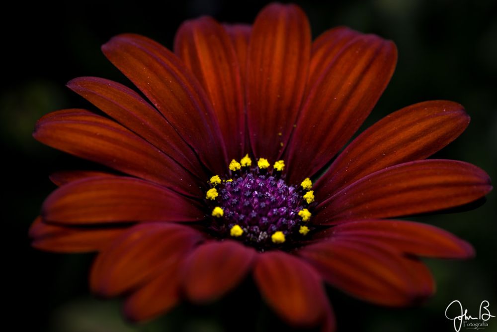 A close-up photograph of a vibrant red flower with a dark center. The petals are a rich, deep red color, and the center of the flower is dark purple with small, bright yellow pollen clusters. The background is dark, making the flower stand out prominently. The image is signed 'John B Fotografia' in the bottom right corner.