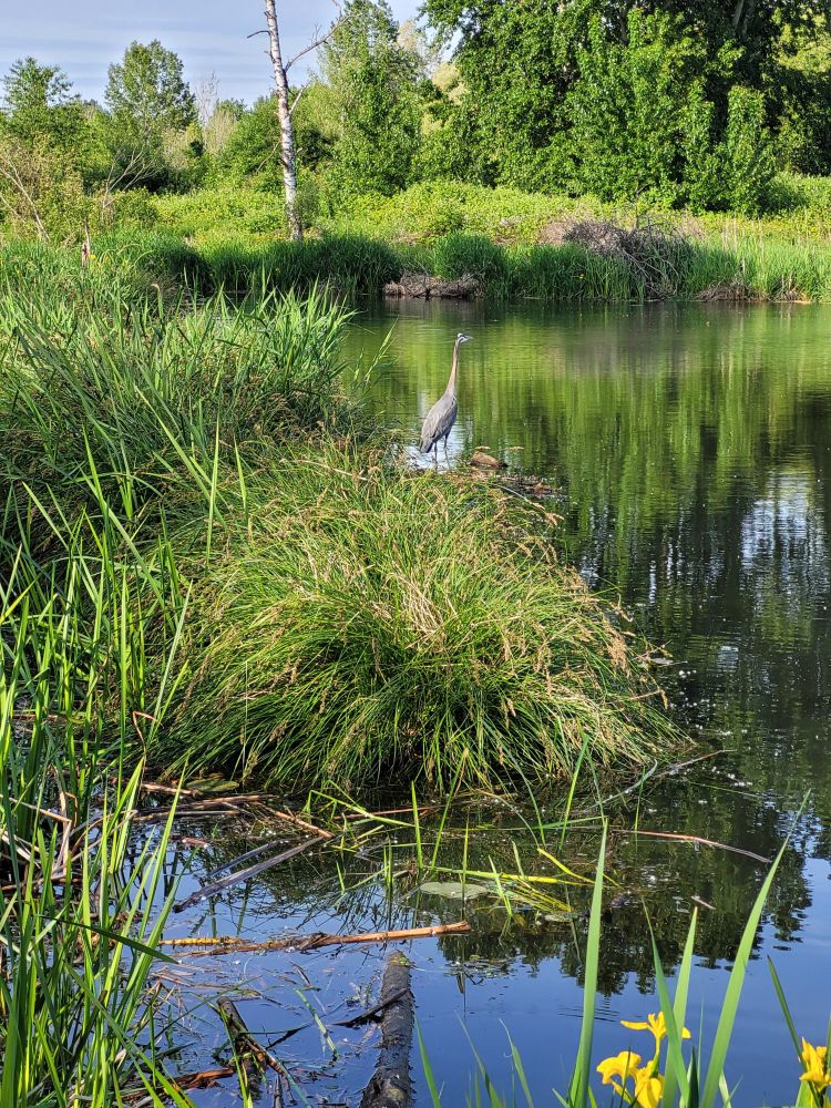 Great blue heron on the other side of a grassy knoll where a creek becomes a lake