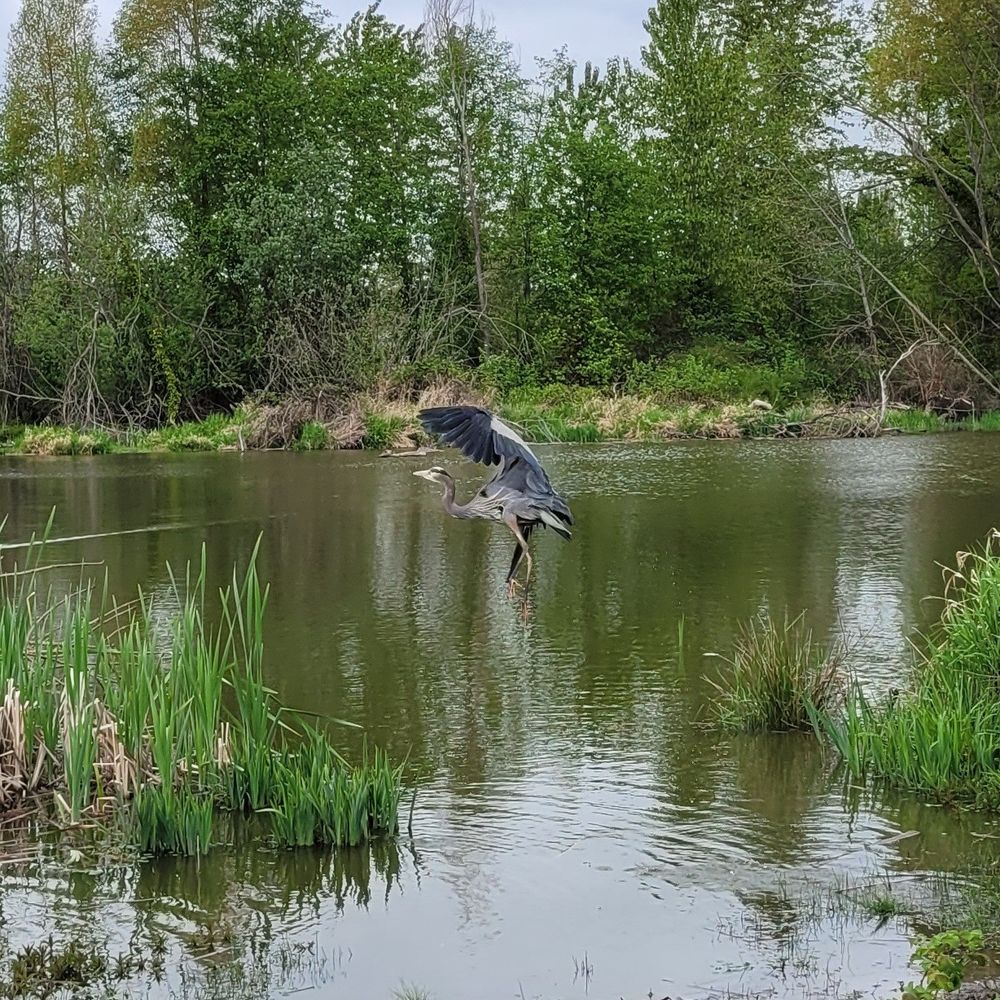 Great blue heron above pond, still getting into flight mode so it looks like a beautiful ballerina