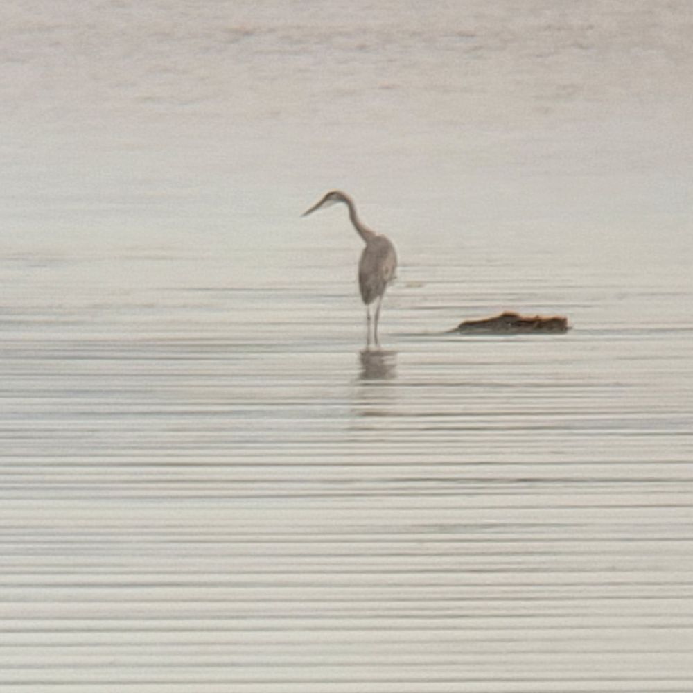 Great blue heron on a lake, craning its neck