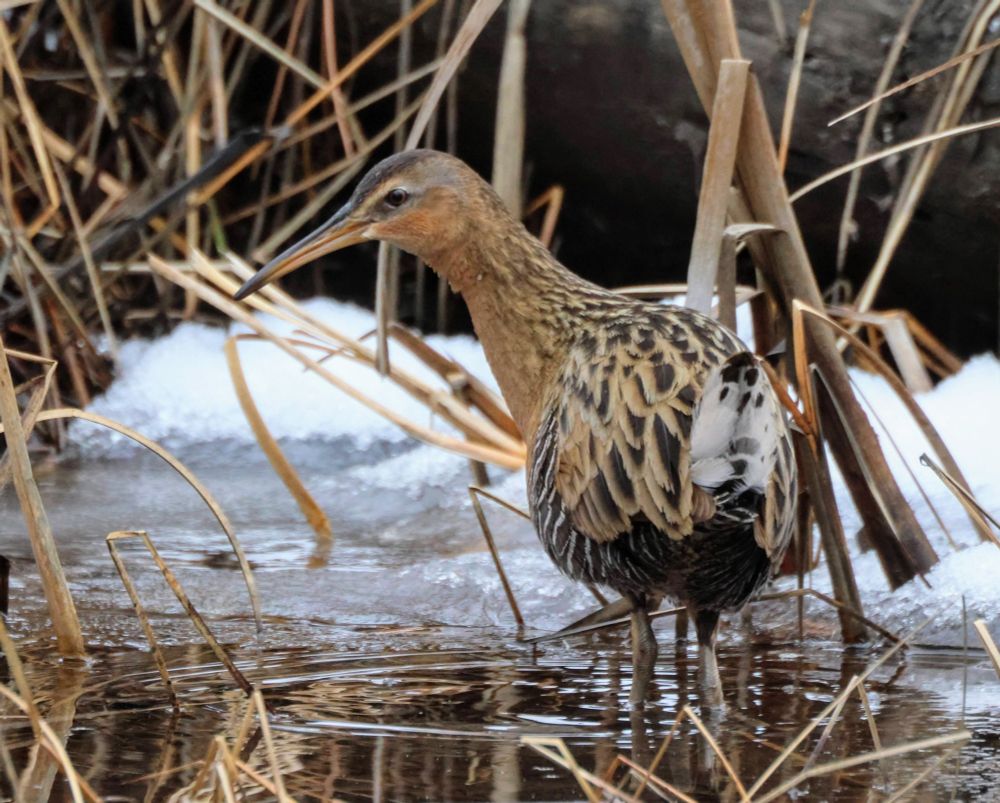 a King Rail standing in icy shallow water, surrounded by snow and reeds