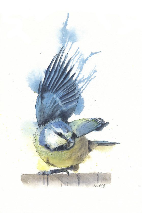 Line and wash painting of Bruiser the one-legged blue tit perched on a fence and with his right wing in the air. Paint has been blown beyond the ends of his splayed wing feathers for dramatic effect.