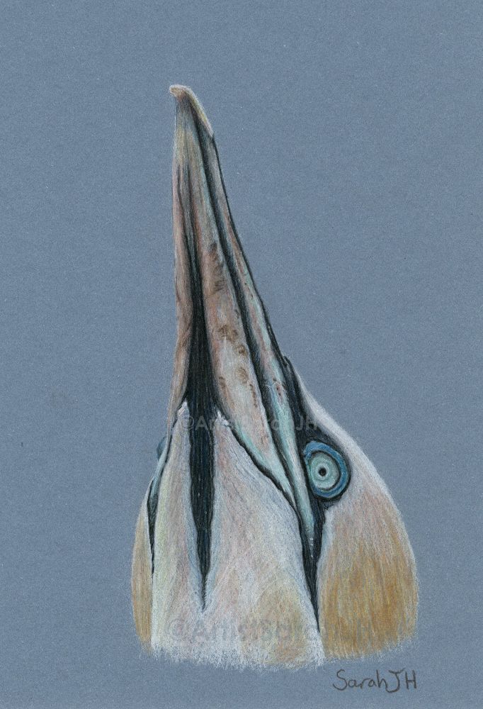 Coloured pencil drawing on grey-blue paper of northern gannet's head in close-up. The bird is looking upwards, so it's beak is pointed to the sky and its 'chin' is visible. Its beautiful eye, in shades of blue, can be seen in detail.
