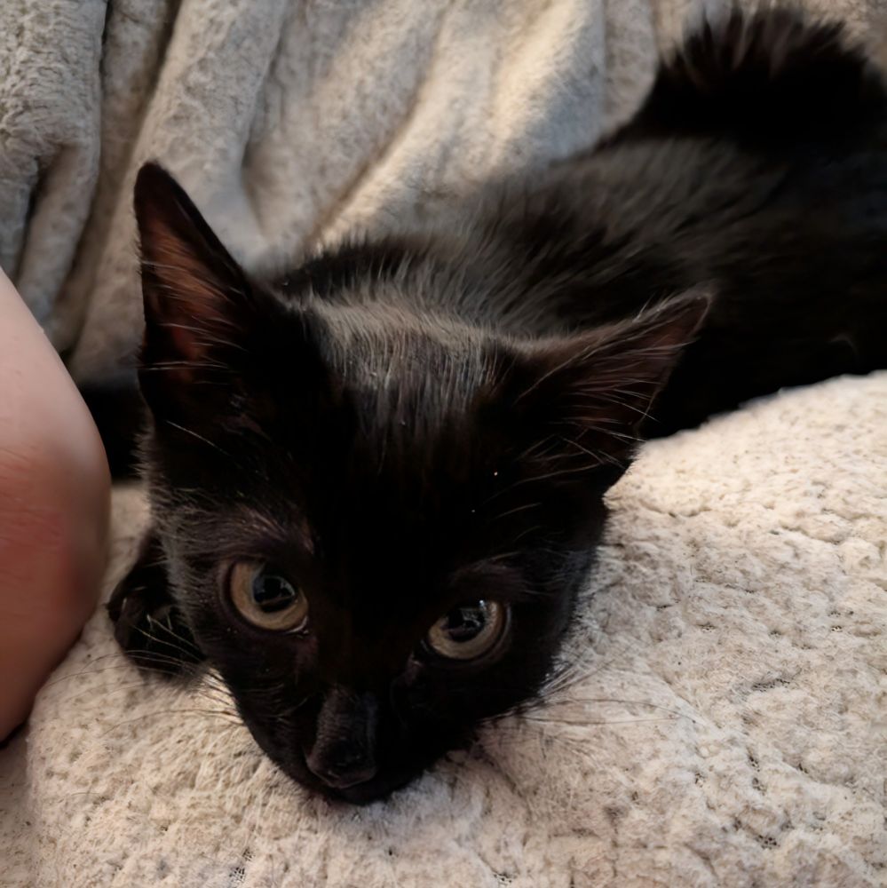 A small black kitten with yellow eyes lays on a well worn cream colored sherpa blanket. She has her chin on the blanket as she stares at the camera, and a fierce case of owl ears.